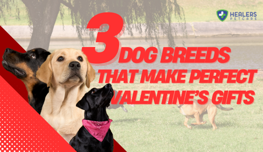 3 Dog Breeds That Make Perfect Valentine’s Gifts