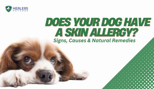 Does Your Dog Have a Skin Allergy? Signs, Causes & Natural Remedies