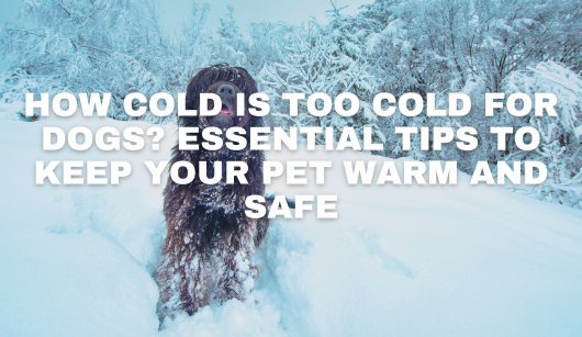 How Cold is Too Cold for Dogs? Essential Tips to Keep Your Pet Warm and Safe