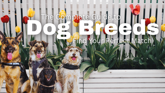 The Complete Guide to Dog Breeds: Find Your Perfect Match