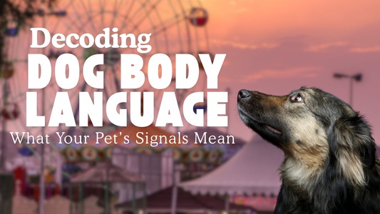 Decoding Dog Body Language: What Your Pet’s Signals Mean