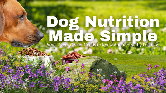 Dog Nutrition Made Simple: What Every Owner Needs to Know About Healthy Feeding&nbsp;