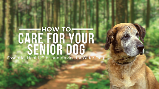 How to Care for Your Senior Dog: Essential Health Tips and Advice for Older Dogs