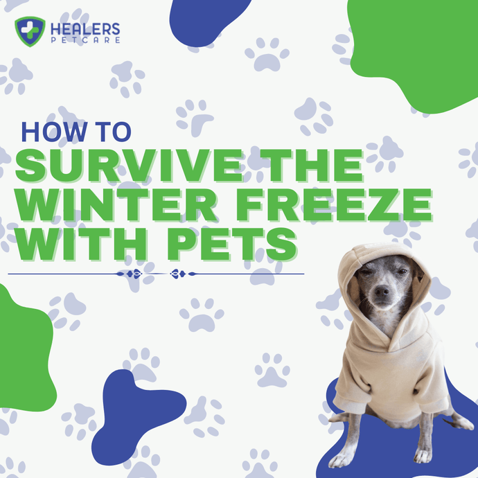 How to Survive the Winter Freeze With Pets