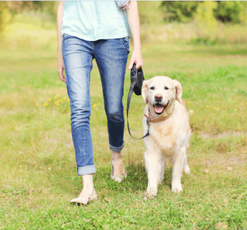 3 Spring Activities that You and Your Dog Will Enjoy