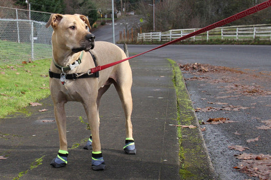 Booties for Dogs: Protecting Your Pup's Paws Against Dragging