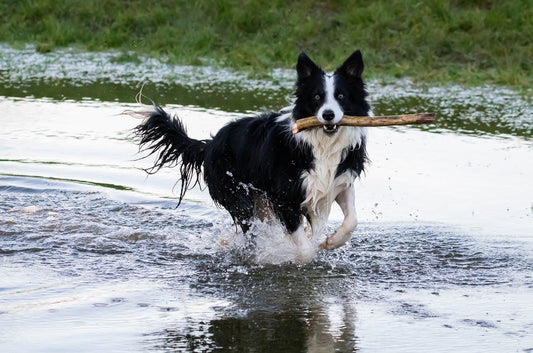 Healers Launches Combo Kit for Total Holistic Pet Health