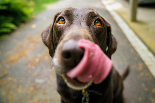 The Causes of Excessive Licking (and How to Treat It)