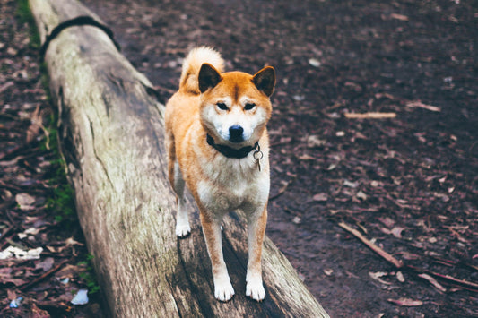 Hiking With Your Dog