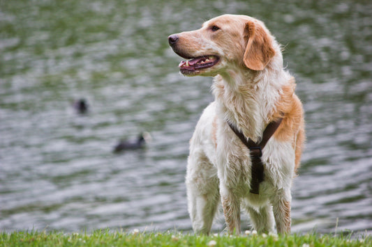 Put Together a Pet First Aid Kit