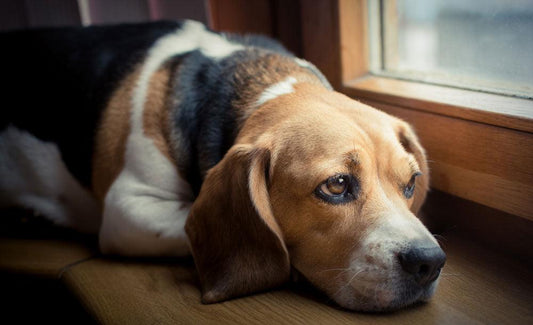 What Causes Pet Anxiety (and How to Mitigate It)