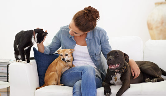 How To Find The Perfect Sitter For Your Family Pet