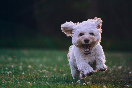 Ensure Your Dog Gets Enough Exercise (Even When the Weather Won’t Cooperate)