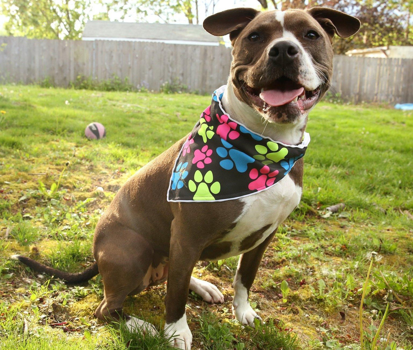 Spot-Lite LED Lighted Bandana - Neon Paws Print